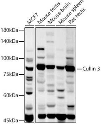 Western Blot: Cullin 3 AntibodyAzide and BSA Free [NBP2-92848]